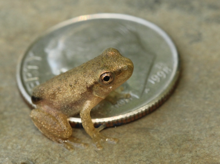 Spring Peeper